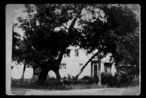 Slide #484  Scranton Trail Tree